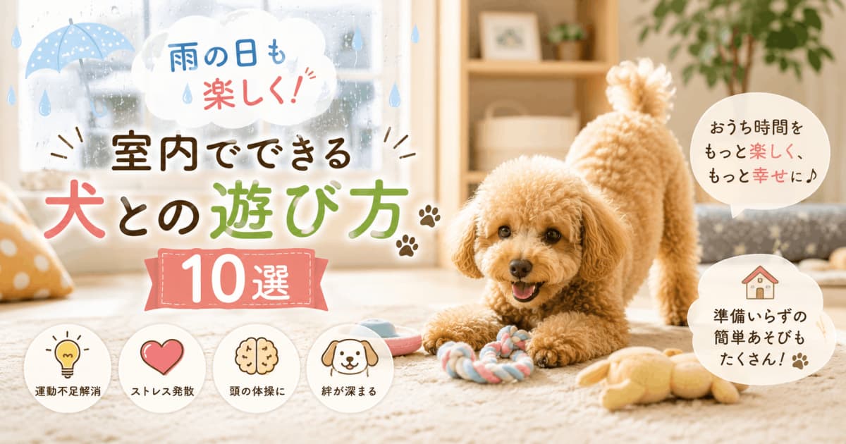 雨の日も楽しく!室内でできる犬との遊び方10選