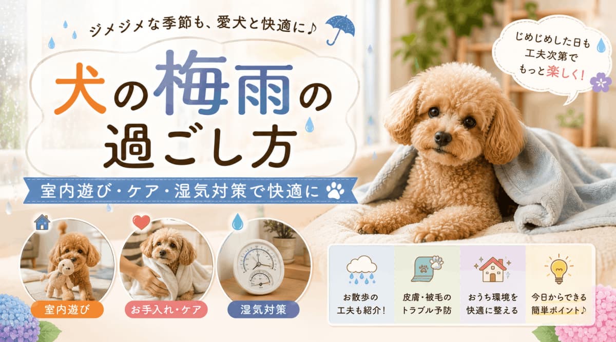 犬の梅雨の過ごし方 | 室内遊び・ケア・湿気対策で快適に