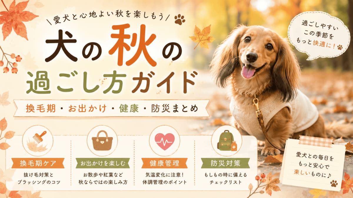 犬の秋の過ごし方ガイド | 換毛期・お出かけ・健康・防災まとめ