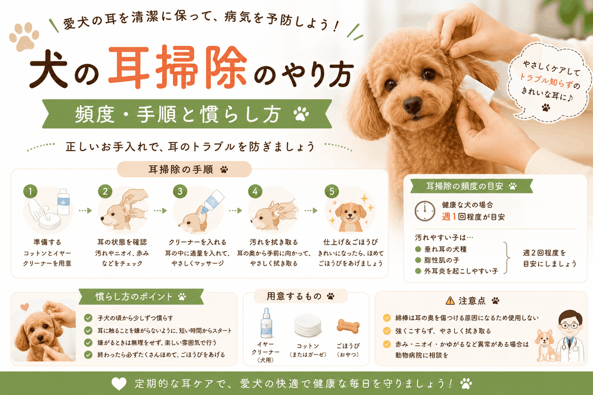 犬の耳掃除のやり方|頻度・手順と慣らし方